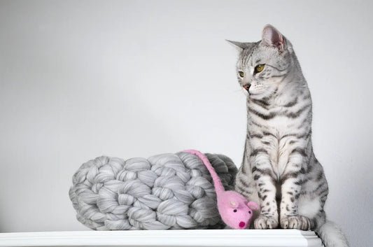 A silver tabby cat sits on a white ledge next to a chunky gray knit cushion and a pink toy mouse, against a plain light gray background.